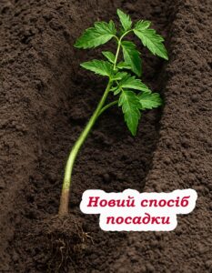 Моя сусідка все життя садила помідори не так. А п0тім випадково зробила одну річ — і тепер збирає відра врожаю!