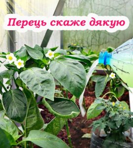 Три натуральні добрива для перцю. Швидко росте та дає гарні плоди
