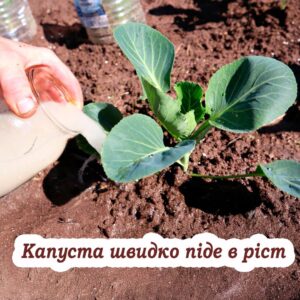 Що потрібно зробити з капустою після висадки у відкритий ґрунт, щоб гарно зав’язалася. подробиці