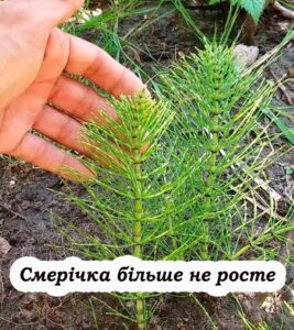 Як позбутися хвоща (смерічки) на городі: три дієві сп0соби, щоб більше не ріс цей бур’ян