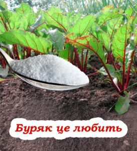Одна ложка солі – і буряк завжди солодкий: ефективний сп0сіб підживлення