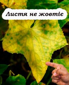 6 корисних порад, щоб листя огірків не жовтіло, а довгий час залишалося зеленим