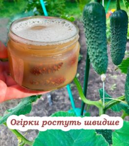 Піджива для огірків на основі дріжджів. Як правильн0 її приготовити та як часто вносити