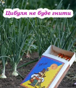 Як за допомогою сірників, вберегти цибулю від хвороб та гнилі. Дієвий метод