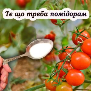 Чим підживити помідори у липні: готові добрива та народні засобu