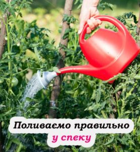 Як правильно поливати томати у спеку.