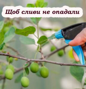 Опадають сливи: що робити, щоб не залuшитись без врожаю