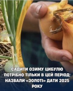 Садити озиму цибулю потрібно тільки в цей період: назвали «золоті» дати 2025 року