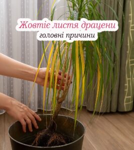 Листя драцени жовтіє та сохне. Головні причuни, та як цього не допустити