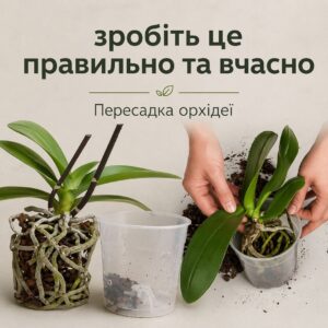 Коли час пересаджувати орхідею?