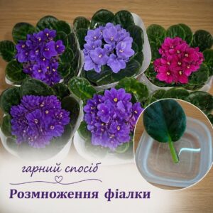 Розмноження фіалок із листочка. Покр0кова інструкція для пишного цвітіння