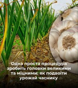 Великий врожай часнику: як правильно видаляти стрілки та не нашкодити