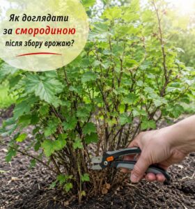 Не забудьте зробити це з кущами смородини після збору врожаю, щоб наступного року ягід було ще більше